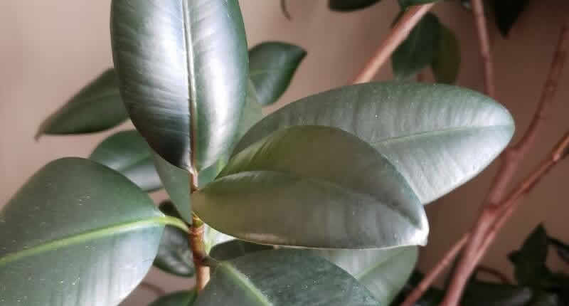 Pflegeanleitung für Ficus elastica: So gedeiht Ihr Gummibaum